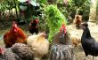 Stress chez les poulets biologiques - comment mettre en œuvre des stratégies visant à prévenir et d’enrayer le stress. 
