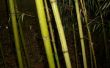 Tube de rangement bambou