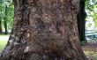 Comment Camouflage un visage sur noueux, TREE Bark dans Photoshop