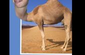 Comment faire pour mettre une tête qui peut ou non être le vôtre, sur un chameau