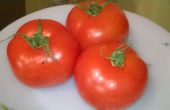 Cuit au four la soupe de tomate - Secrets de San Marzano