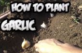 Comment planter l’ail