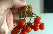 Cultiver des tomates cerise par bouturage. Guide d’un débutant. 