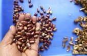 L’huile de ricin : Partie 1-Comment faire pousser et récolter des haricots de l’huile de ricin plante