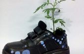 Plante en pot de chaussures