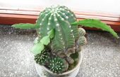 Greffage des cactus (et autres plantes succulentes)