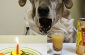 Recette de gâteau d’anniversaire avec des photos d’animaux de compagnie