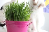 Comment faire pousser l’herbe de chat