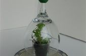 Shot & Wine Glass Terrarium / Seed Starter