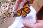 Monarch Butterfly Farm