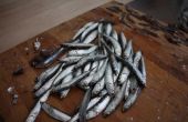 Comment nettoyer et conserver les anchois