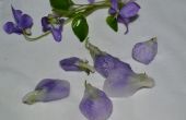 ✿ ✿ de véritables violettes CANDY