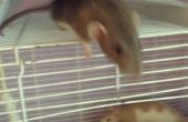Comment faire un repaire de Rat pour animaux de compagnie à bas prix