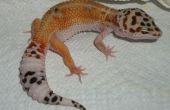 Soin de Gecko léopard