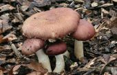 Comment démarrer votre propre jardin géant champignon Patch ! 