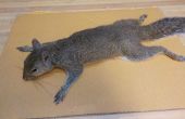 Dépeçage d’un écureuil de taxidermie