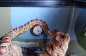 How to Keep and Maintain a Corn Snake