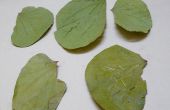 Pattal - plaque de Leaf (feuille faite de Banyan & Sal)