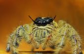 Araignée en colère avec des yeux effrayants