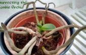 Ressusciter l’orchidée Zombie : ce n’est pas encore mort ! 
