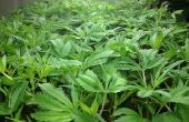Clonage : Multiplication de votre récolte de cannabis