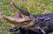 Comment lutter contre un alligator