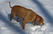 Hide and Seek traite de chien dans la neige ! 