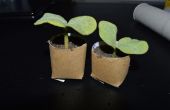 Démarreurs de semis de rouleau de papier toilette biodégradable, libre,