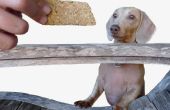 Biscuits pour chiens - pas de mesure