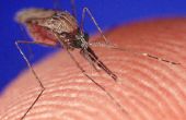 Comment se débarrasser des piqûres de moustiques