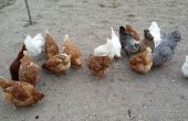 Germination des aliments destinés aux poulets