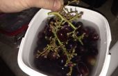 FACILEMENT de la tige de raisins
