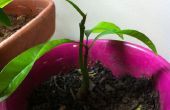Comment faire pousser un manguier