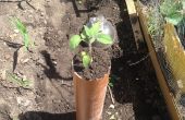 How To Grow aliments du sol dans les tuyaux, (en particulier-plantes)