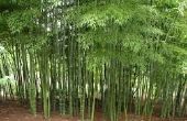 Seulement vous pouvez empêcher les lanslides et les inondations : plante agglutination des bambous ! 