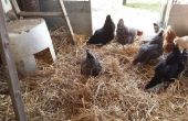 Maximiser l’espace de Coop de poulet chez les poulets plus