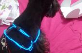 Collier de chien fluorescent (TRON chien)