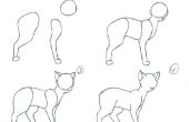 Comment dessiner un corps de chat