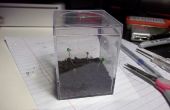 Petite plante Terrarium