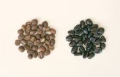 Choisir des grains de café