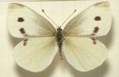 Impression d’une espèce de lépidoptère de chou 3D / papillon leurre pour sauver votre chou