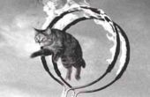 Comment obtenir un chat à sauter à travers un cerceau