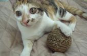 DIY eco amical boule en carton pour chat