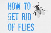 ULTIMES conseils sur la façon de se débarrasser des mouches (intérieur et extérieur)