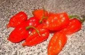 Comment cultiver le poivre les plus chaudes de mondes (Ghost Pepper)
