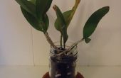 Glass Jar Pot orchidée