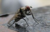 La mouche domestique - approche Macro sans caméra fantaisie