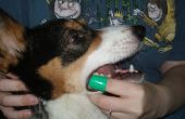 Comment se brosser les dents de votre chien