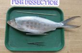 Dissection du poisson ! 