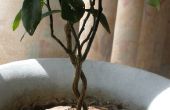 Cultiver votre propre Mini arbre Sculpture